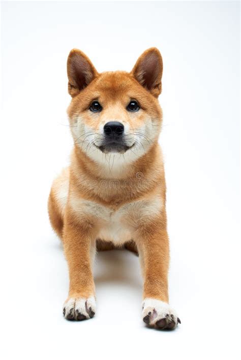 Shiba Inu Puppy Stock Image Image Of Posing Adorable 61257995