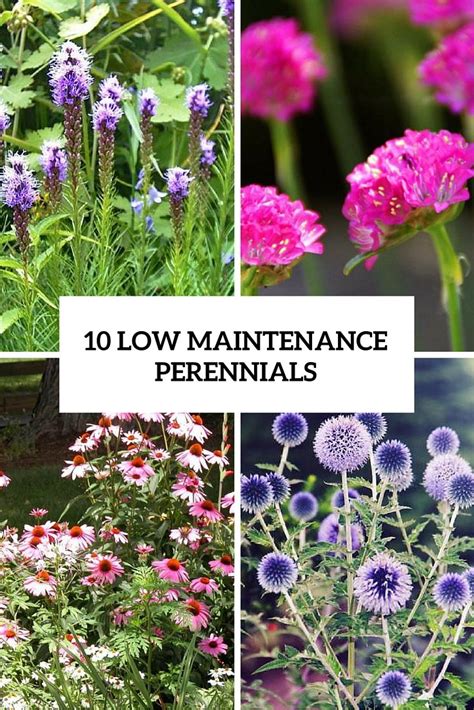 Low Maintenance And Easy Care Perennials Gardenoholic Perennials My