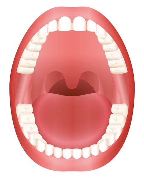 Anatomy Of The Lips And Gums