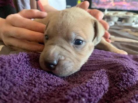 'pitbull' is a household name of one of the common types of dogs with origin from the north america. Six Pitbull puppies need good loving home in Eagle, Idaho ...