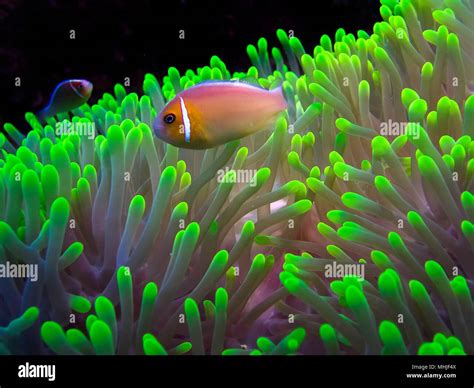 A Pink Skunk Clownfish Or Pink Anemonefish Amphiprion Perideraion In