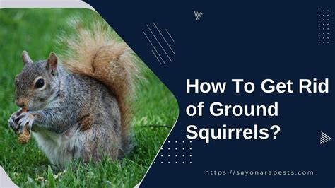 How To Get Rid Of Ground Squirrels Sayonara Pests