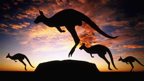 Tapeta Na Monitor Zvířata Austrálie Klokan Soumrak