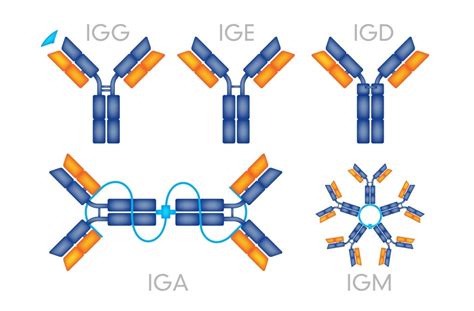 Qual a diferença entre IgG e IgM? - Luiz Lisboa