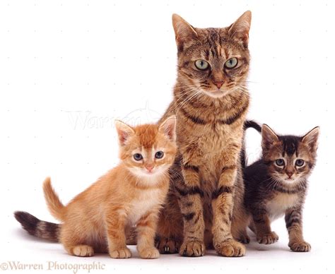 See more ideas about cat art, kittens, mother cat. Mother cat and kittens photo WP05391