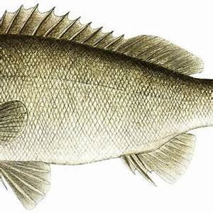 1 Growth Of Silver Perch Stocked In 1 M 3 4 M 3 Or 8 M 3 Cages At A