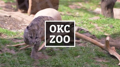 Explore Oklahoma City Zoo Youtube