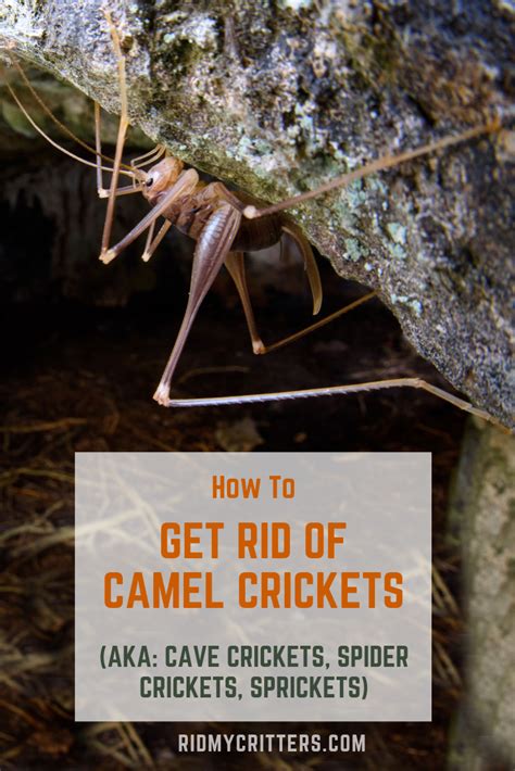 .make cricket trap easy how to make cricket trap cricket crickets trapping cricket trap works. Pin on "BEST OF" Rid My Critters