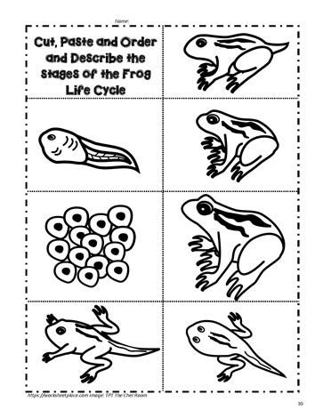 Cycle Of A Frog Life Worksheets