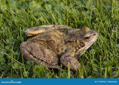 Common Frog On Grass Stock Photo Image Of Season Tadpoles 17138762