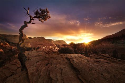 Nature Landscape Fall Sunset Desert Trees Zion National Park