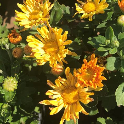 Cross pollinating these can take a lot of time, even with time travelling. Starlet Perennial Mum Plants for Sale | Free Shipping