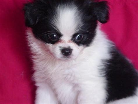 Papillon X Japanese Chin On Hold W Deposit For Sale In Arlington