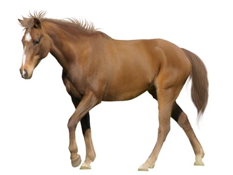 Download High Quality Horse Clipart Real Transparent Png