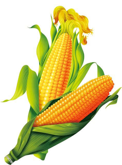 Corn Png Image Free Download