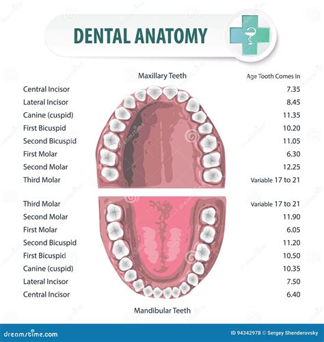 Dental Anatomy 2 Stock Vector Illustration Of Human 94342978