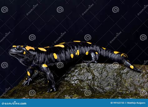 Salamandra De Fogo Oriental Infraimmaculata Do Salamandra Imagem De