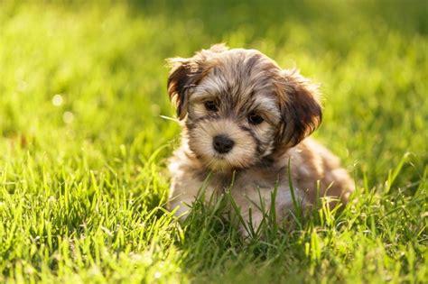 Havanese Dog Breed Facts Highlights And Buying Advice
