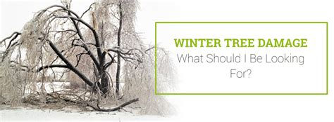 Winter Tree Damage How To Prevent Damage To Your Trees 2023
