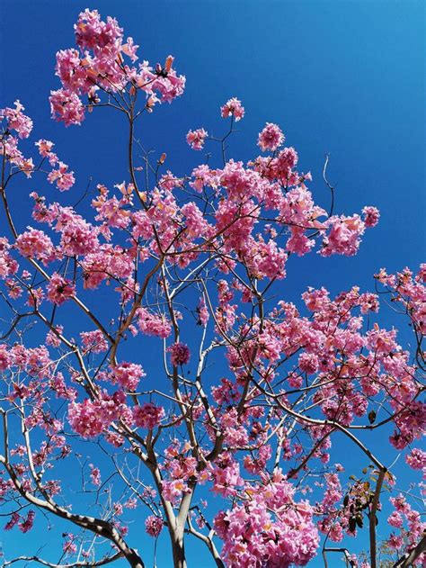 Pink Cherry Blossom Tree Under Blue Sky During Daytime Photo Free