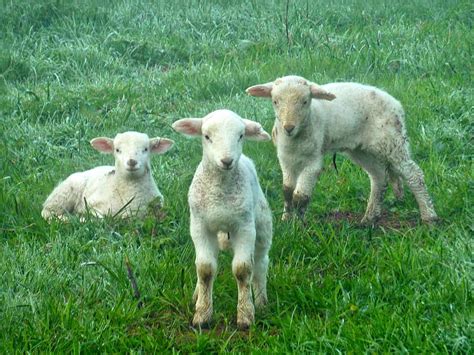 Lambs Sheep Farm Lamb Animal Cute Animals Outside Nature Baby