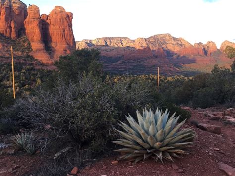 Native Plants Of Sedona Az Oh The Places Youll Grow