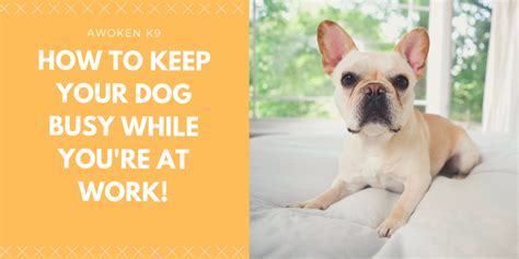 10 Easy Ways How To Keep A Dog Busy While At Work Awokenk9