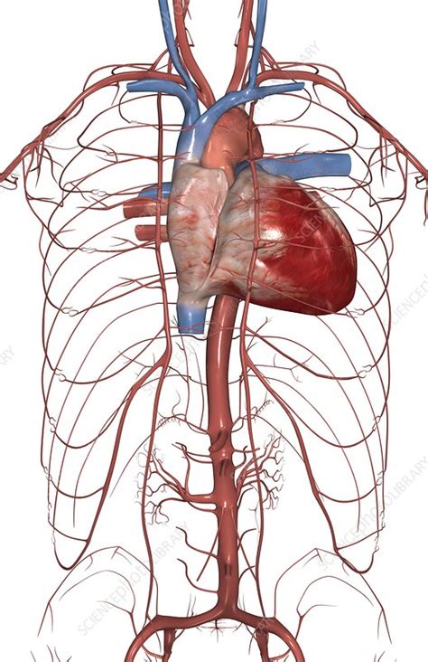The Arteries Of The Upper Body Stock Image C0081352 Science