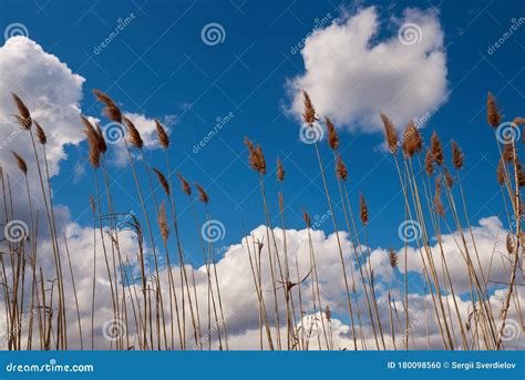 High Reed Against Cloudy Sky In Summer Day Stock Photo Image Of