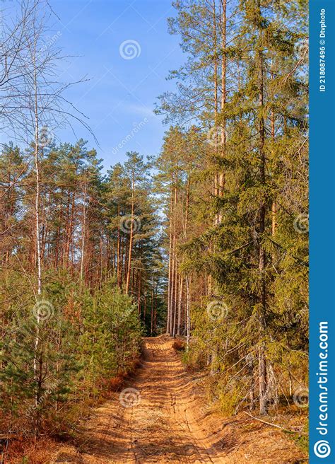 Forest Sandy Road In A Coniferous Forest Stock Photo Image Of Grow