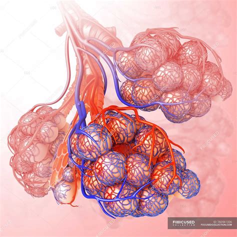 Alveoli Structure And Blood Supply — Visual Physiology Stock Photo