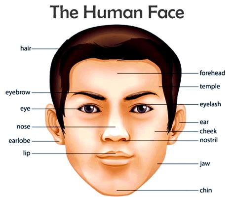 This post is part of a series called human the very first difference we see between a male and a female face: VOCABULARY - The Human Face - ENGLISH - Your Way!