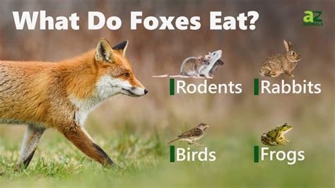 What Do Foxes Eat Az Animals