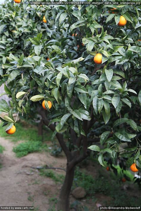 Oranger Dans Une Orangeraie Visite Des Citrons De Menton Du Paropert