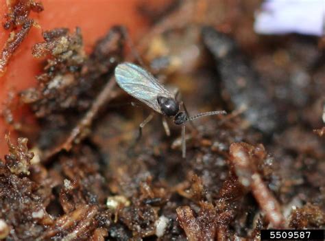 Fungus Gnats School Ipm Usu Extension Usu