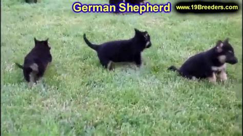 Mother pb german shepherd father shepherd x healthy active puppies ready to be removed to new home first vaccines and deworming done learn quickly and eager to please but purebred german shepherd puppies, working line. Craigslist Birmingham Alabama - spice21.co.uk