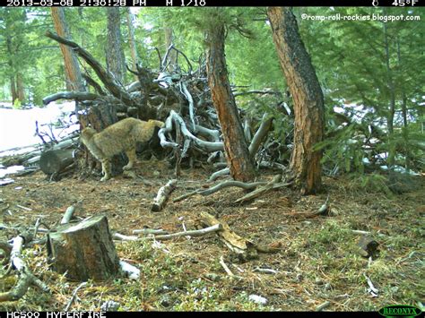 Romping And Rolling In The Rockies A Bobcat