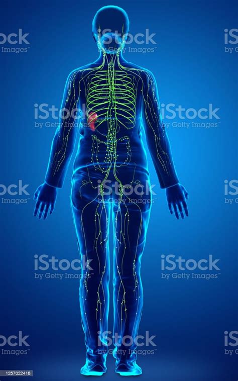 3d Rendered Medically Accurate Illustration Of A Female Lymphatic