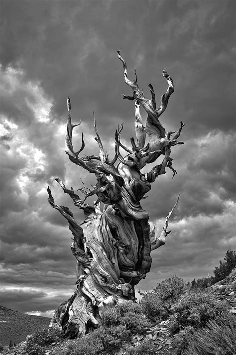 A Bristlecone Pine Located At The Ancient Bristlecone