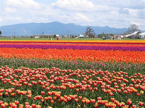 Tulips Galore And More At The Skagit Valley Tulip Festival In Skagit