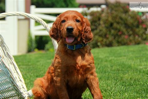 Developed from a mix of irish water spaniel, irish terrier, english setter, spaniel, pointer, and a dash of gordon setter, the breed was originally used to set game, crouching low near the birds so. Irish Setter puppy for sale near Lancaster, Pennsylvania | 58e66729-ff81