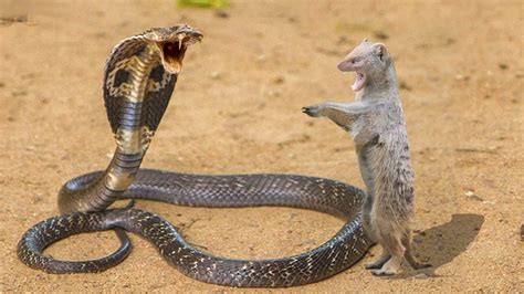 King Cobra Vs Mongoose The Outcome Of The Failure Wild Animals