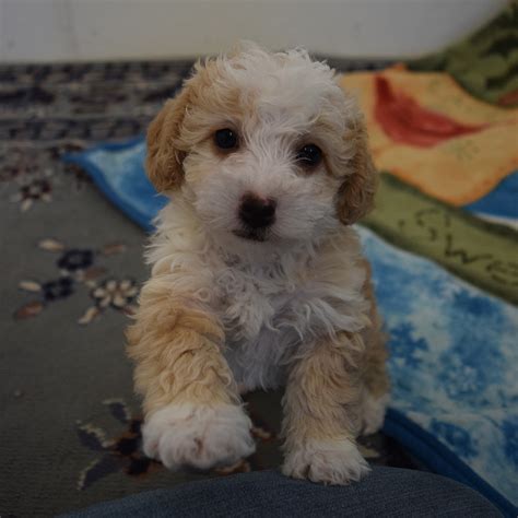 Click to view the available australian, & toy labradoodles puppies for sale, from the trusted breeders at danmar labradoodles. Mini Labradoodle Puppies For Sale