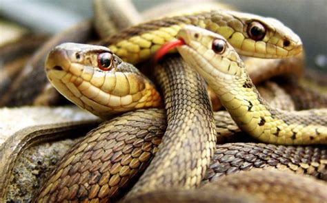 Thus legally in america a snake can be a service animal while in the uk it. SOUTH SOMERSET NEWS: Pet snakes are banned from animal ...