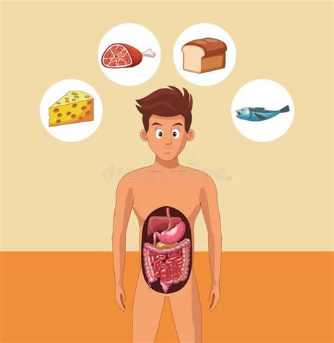 Sistema Digestivo Del Hombre Joven Ilustraci N Del Vector Ilustraci N