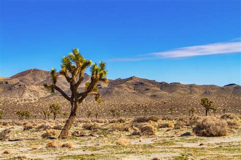 Joshua Trees With Mountains In The Mojave Desert Near Palmdale