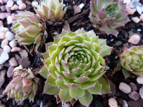 Photo Of The Entire Plant Of Hen And Chicks Sempervivum Suixie From