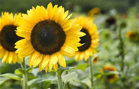 Are Sunflowers Perennials? - Garden Tabs