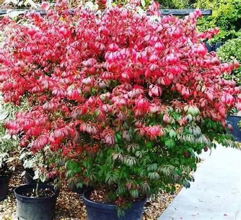 10 Best Shrubs And Trees For Autumn Colour And Winter Colour In 2020