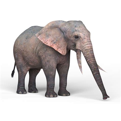Artstation African Elephant 3d Model